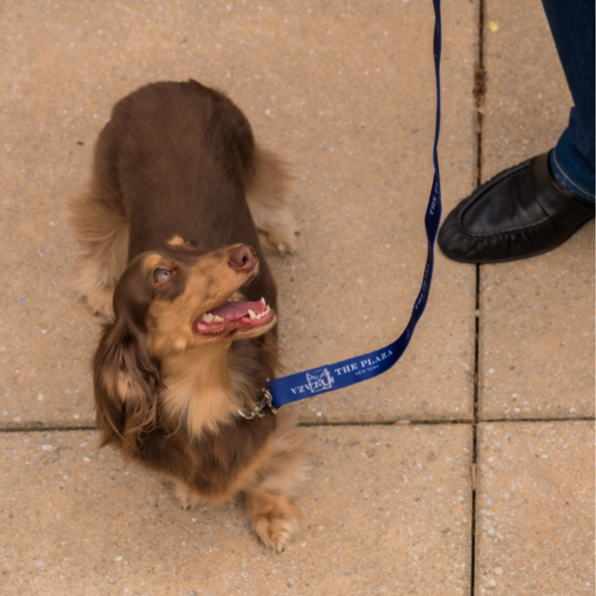Plaza Pet Leash